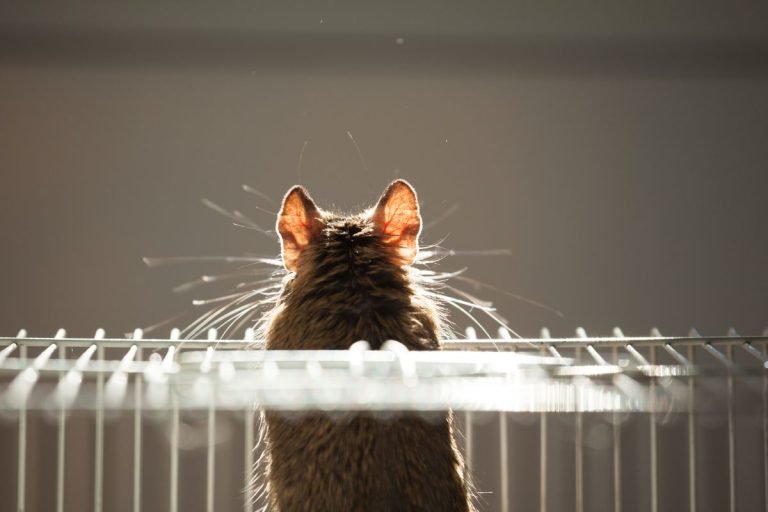 A cat with highlighted fur and whiskers sits on the edge of a wire cage, gazing out into soft, natural light.